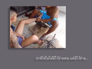 ปกติโซ่ไม่ได้มีไว้ล่ามคน แต่มีไว้ล่าม...
 