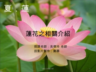 蓮花簡介