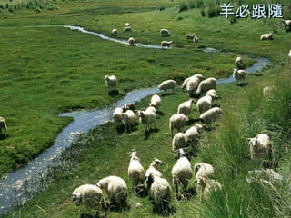 羊必跟隨 