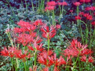 StuDent   摄制 野百合花 