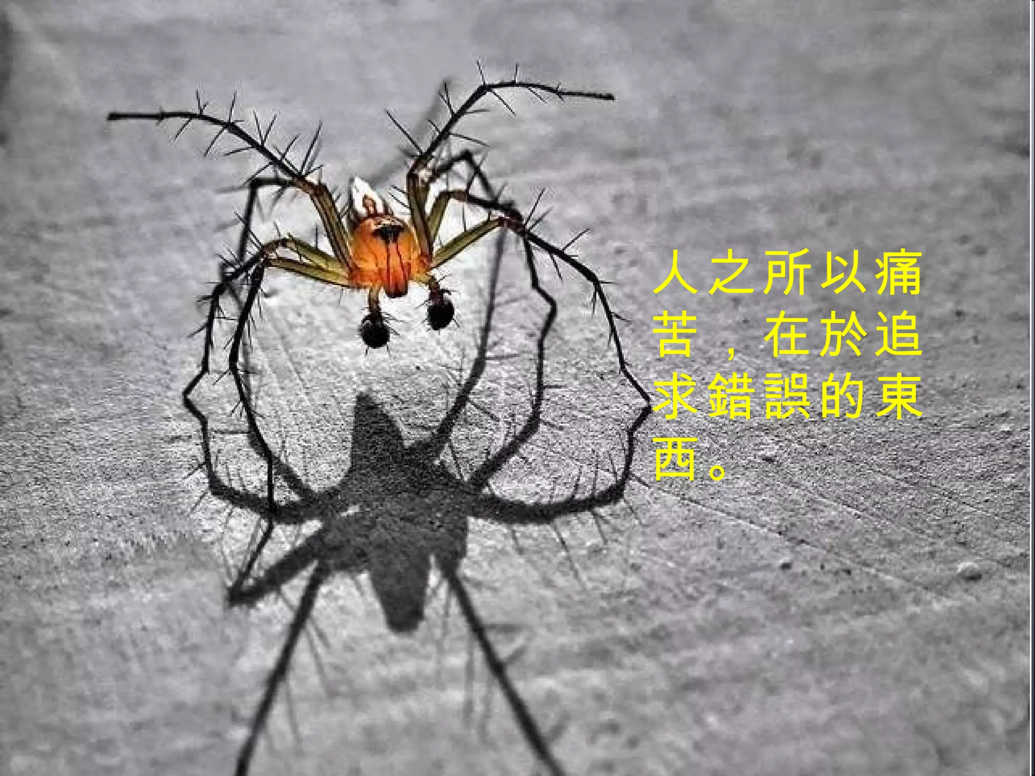 人之所以痛苦，在於追求錯誤的東西。 