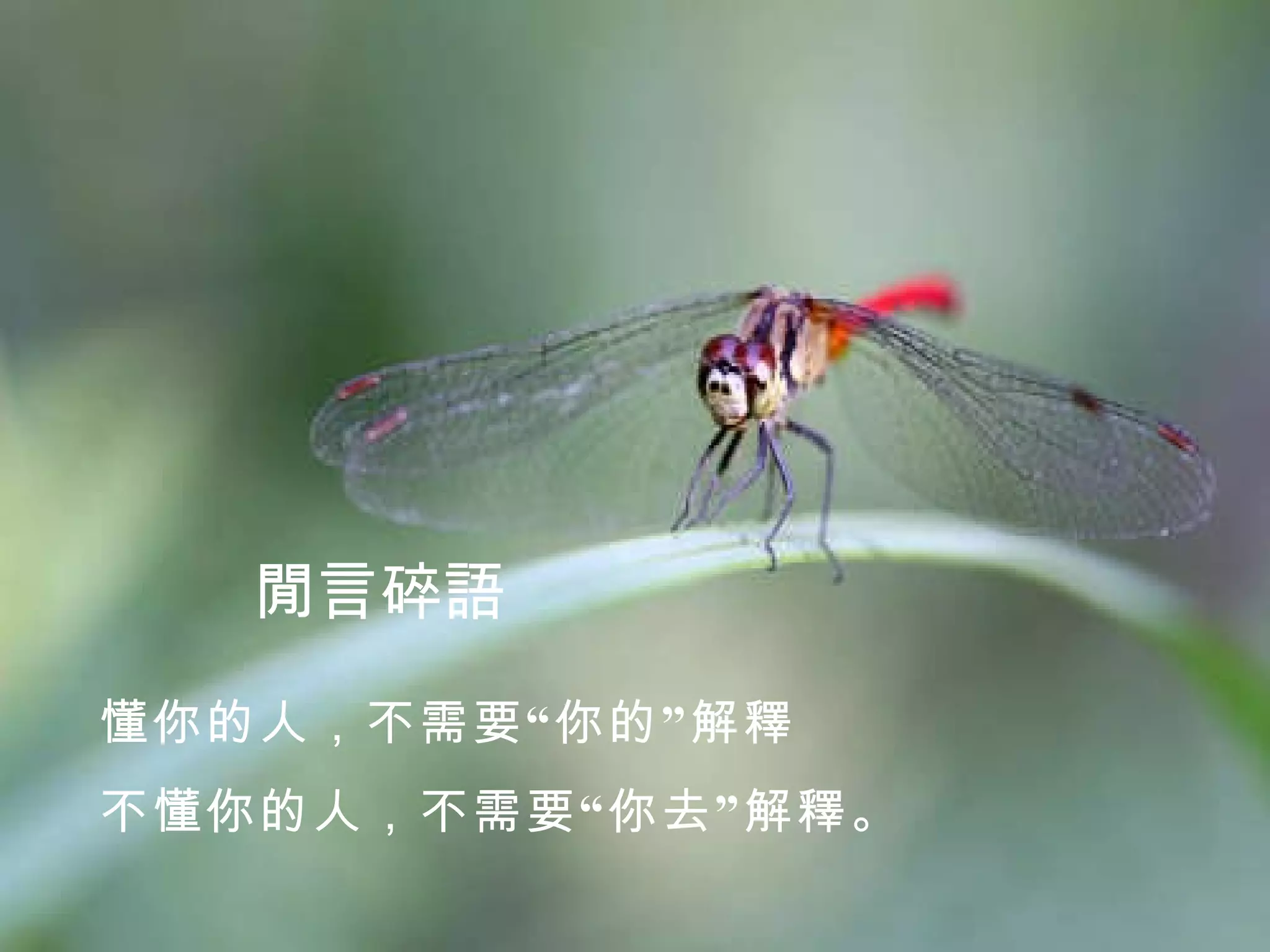 閒言碎語 懂你的人，不需要“你的”解釋 不懂你的人，不需要“你去”解釋。 