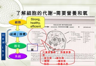 了解細胞的代謝 — 需要營養和氧 Strong, healthy, efficient 巨量營養素  /  微量營養素 ‧ 蛋白質  •維生素 • 醣類  •礦物質 ‧ 脂肪  •微量元素 氧 細胞 器官 組織 / 腺體 系統 Heal thy 