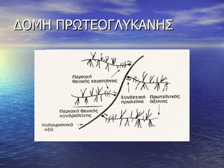 ΔΟΜΗ ΠΡΩΤΕΟΓΛΥΚΑΝΗΣ 