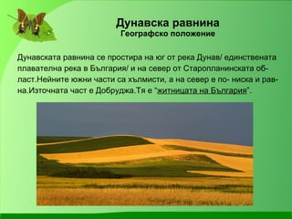 Дунавска равнина Географско положение Дунавската равнина се простира на юг от река Дунав/ единствената плавателна река в България/ и на север от Старопланинската об- ласт.Нейните южни части са хълмисти, а на север е по- ниска и рав- на.Източната част е Добруджа.Тя е “ житницата на България ”. 