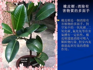 橡皮樹 : 消除有 害物質的多面手 橡皮樹是一個消除有害植物的多面手。對空氣中的一氧化碳 , 二氧化碳 , 氟化氫等有害氣體有一定抗性。橡皮樹還能消除可吸入顆粒物污染 , 對室內灰塵能起到有效的滯塵作用。 