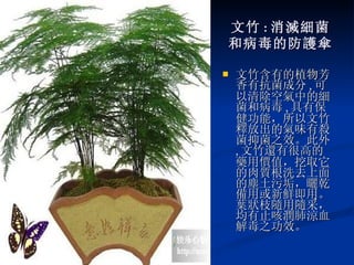 文竹 : 消滅細菌 和病毒的防護傘 文竹含有的植物芳香有抗菌成分 , 可以清除空氣中的細菌和病毒 , 具有保健功能，所以文竹釋放出的氣味有殺菌抑菌之效。此外 , 文竹還有很高的藥用價值，挖取它的肉質根洗去上面的塵土污垢，曬乾備用或新鮮即用。葉狀枝隨用隨采，均有止咳潤肺涼血解毒之功效。 