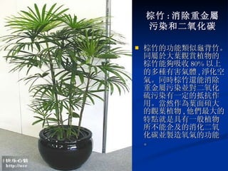 棕竹 : 消除重金屬 污染和二氧化碳 棕竹的功能類似龜背竹。同屬於大葉觀賞植物的棕竹能夠吸收 80% 以上的多種有害氣體 , 淨化空氣。同時棕竹還能消除重金屬污染並對二氧化硫污染有一定的抵抗作用。當然作為葉面碩大的觀葉植物 , 他們最大的特點就是具有一般植物所不能企及的消化二氧化碳並製造氧氣的功能。 