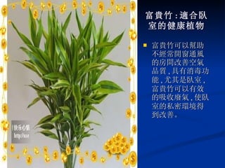 富貴竹 : 適合臥 室的健康植物 富貴竹可以幫助不經常開窗通風的房間改善空氣品質 , 具有消毒功能 , 尤其是臥室 , 富貴竹可以有效的吸收廢氣 , 使臥室的私密環境得到改善。 