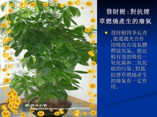 發財樹 : 對抗煙 草燃燒產生的廢氣   發財樹四季長青 , 能通過光合作用吸收有毒氣體釋放氧氣。能比較有效的吸收一氧化碳和二氧化碳的污染 , 對抵抗煙草燃燒產生的廢氣有一定作用。 