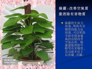 綠蘿 : 改善空氣質 量消除有害物質   綠蘿的生命力很強 , 吸收有害物質的能力也很強 , 可以幫助不經常開窗通風的房間改善空氣品質。綠蘿還能消除甲醛等有害物質 , 其功能不亞于長春藤 , 吊蘭。 