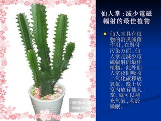 仙人掌 : 減少電磁 輻射的最佳植物 仙人掌具有很強的消炎滅菌作用 , 在對付污染方面 , 仙人掌是減少電磁輻射的最佳植物。此外仙人掌夜間吸收二氧化碳釋放氧氣。晚上居室內放有仙人掌 , 就可以補充氧氣 , 利於睡眠。 