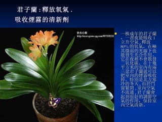 君子蘭 : 釋放氧氣 . 吸收煙霧的清新劑   一株成年的君子蘭，一晝夜能吸收 1 立升空氣 , 釋放 80% 的氧氣，在極其微弱的光線下也能發生光合作用。它在夜裡不會散發二氧化碳。在十幾平方米的室內有兩三盆君子蘭就可以把室內的煙霧吸收掉。特別是北方寒冷的冬天 , 由於門窗緊閉 , 室內空氣不流通 , 君子蘭會起到很好的調節空氣的作用，保持室內空氣清新。 
