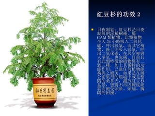 紅豆杉的功效 2 日夜制氧：紅豆杉是日夜制氧的珍稀樹種，屬 CAM 類植物。此類植物全天 24 小時吸入二氧化碳，呼出氧氣，而其它植物，晚上則吸入氧氣，呼出二氧化碳，在居室裡與人爭氧。專家稱，目前具有此類特徵的植物僅有二到三種，加上其獨特的功能作用，已無任何植物能夠與之媲美。如果是在辦公密集型的環境中或是憋悶的桑拿天，擺放紅豆杉盆景，您將不再因輕度缺氧而飽受頭暈、頭痛、胸悶的困擾。 