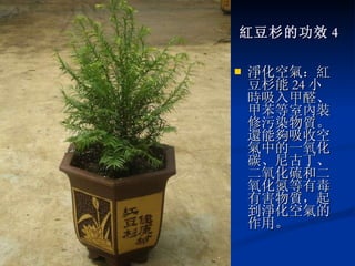紅豆杉的功效 4 淨化空氣：紅豆杉能 24 小時吸入甲醛、甲苯等室內裝修污染物質。還能夠吸收空氣中的一氧化碳、尼古丁、二氧化硫和二氧化氮等有毒有害物質，起到淨化空氣的作用。 