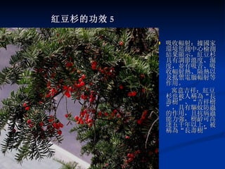 紅豆杉的功效 5 吸收輻射：據國家環境監測中心檢測結果顯示，紅豆杉具有調節溫度、濕度，並有吸音、吸收輻射熱、隔熱以及抵禦電腦輻射等作用。     寓意吉祥：紅豆杉也被人稱為 “ 長壽樹 ” 、 “ 吉祥樹 ” ，具有驅蚊防蟲的作用，且抗病蟲能力強，樹齡可高達五千年以上，被稱為 “ 長壽樹 ” 