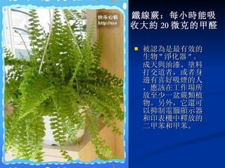 鐵線蕨：每小時能吸 收大約 20 微克的甲醛 被認為是最有效的生物 " 淨化器 " 。成天與油漆、塗料打交道者，或者身邊有喜好吸煙的人，應該在工作場所放至少一盆蕨類植物。另外，它還可以抑制電腦顯示器和印表機中釋放的二甲苯和甲苯。 