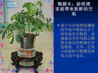 鴨腳木：給吸煙 家庭帶來新鮮的空氣 葉片可以從煙霧彌漫的空氣中吸收尼古丁和其他有害物質，並通過光合作用將之轉換為無害的植物自有的物質。另外，它每小時能把甲醛濃度降低大約 9 毫克。 