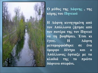 Ο μύθος της Δάφνης , της 
κόρης του Πηνειού 
Η Δάφνη κυνηγημένη από 
τον Απόλλωνα ζήτησε από 
τον πατέρα της τον Πηνειό 
να τη βοηθήσει. Έτσι κι 
έγινε. Η Δάφνη 
μεταμορφώθηκε σε ένα 
όμορφο δέντρο και ο 
Απόλλωνας έφτιαξε με τα 
κλαδιά της το πρώτο 
δάφνινο στεφάνι. 
 