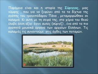 Παρόμοια είναι και η ιστορία της Σύριγγας, μιας 
νύμφης , που για να ξεφύγει από τα τα δίχτυα της 
αγάπης του τραγοπόδαρου Πάνα , μεταμορφώθηκε σε 
καλαμιά. Κι αυτή με τη σειρά της, στα χέρια του θεού 
έλαβε άλλη αξία: έγινε αυλός (σύριγξ) , ένα από τα πιο 
αγαπητά μουσικά όργανα των αρχαίων Ελλήνων. Τις 
καλαμιές τις συναντούμε στις όχθες των ποταμών. 
 