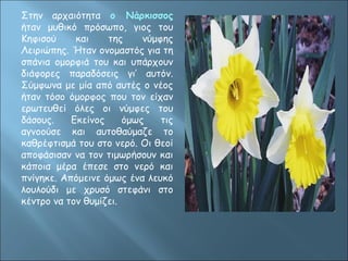 Στην αρχαιότητα ο Νάρκισσος 
ήταν μυθικό πρόσωπο, γιoς του 
Κηφισού και της νύμφης 
Λειριώπης. Ήταν ονομαστός για τη 
σπάνια ομορφιά του και υπάρχουν 
διάφορες παραδόσεις γι’ αυτόν. 
Σύμφωνα με μία από αυτές ο νέος 
ήταν τόσο όμορφος που τον είχαν 
ερωτευθεί όλες οι νύμφες του 
δάσους. Εκείνος όμως τις 
αγνοούσε και αυτοθαύμαζε το 
καθρέφτισμά του στο νερό. Οι θεοί 
αποφάσισαν να τον τιμωρήσουν και 
κάποια μέρα έπεσε στο νερό και 
πνίγηκε. Απόμεινε όμως ένα λευκό 
λουλούδι με χρυσό στεφάνι στο 
κέντρο να τον θυμίζει. 
 