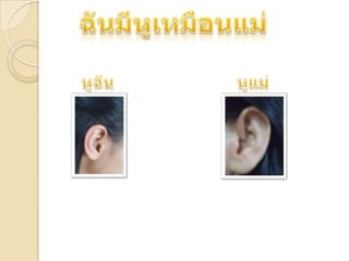 ฉันมีหูเหมือนแม่หูฉันหูแม่