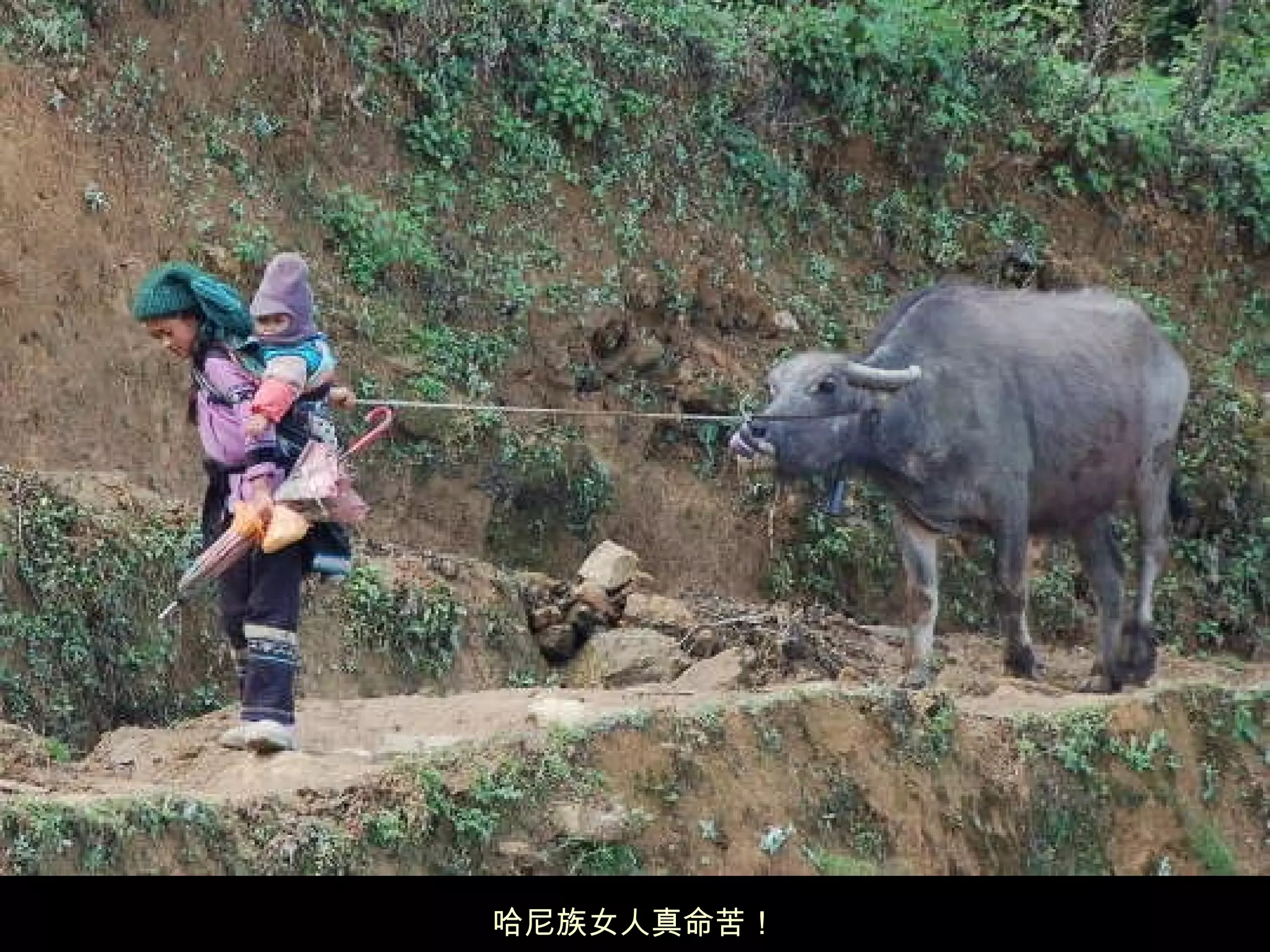 哈尼族女人真命苦！ 