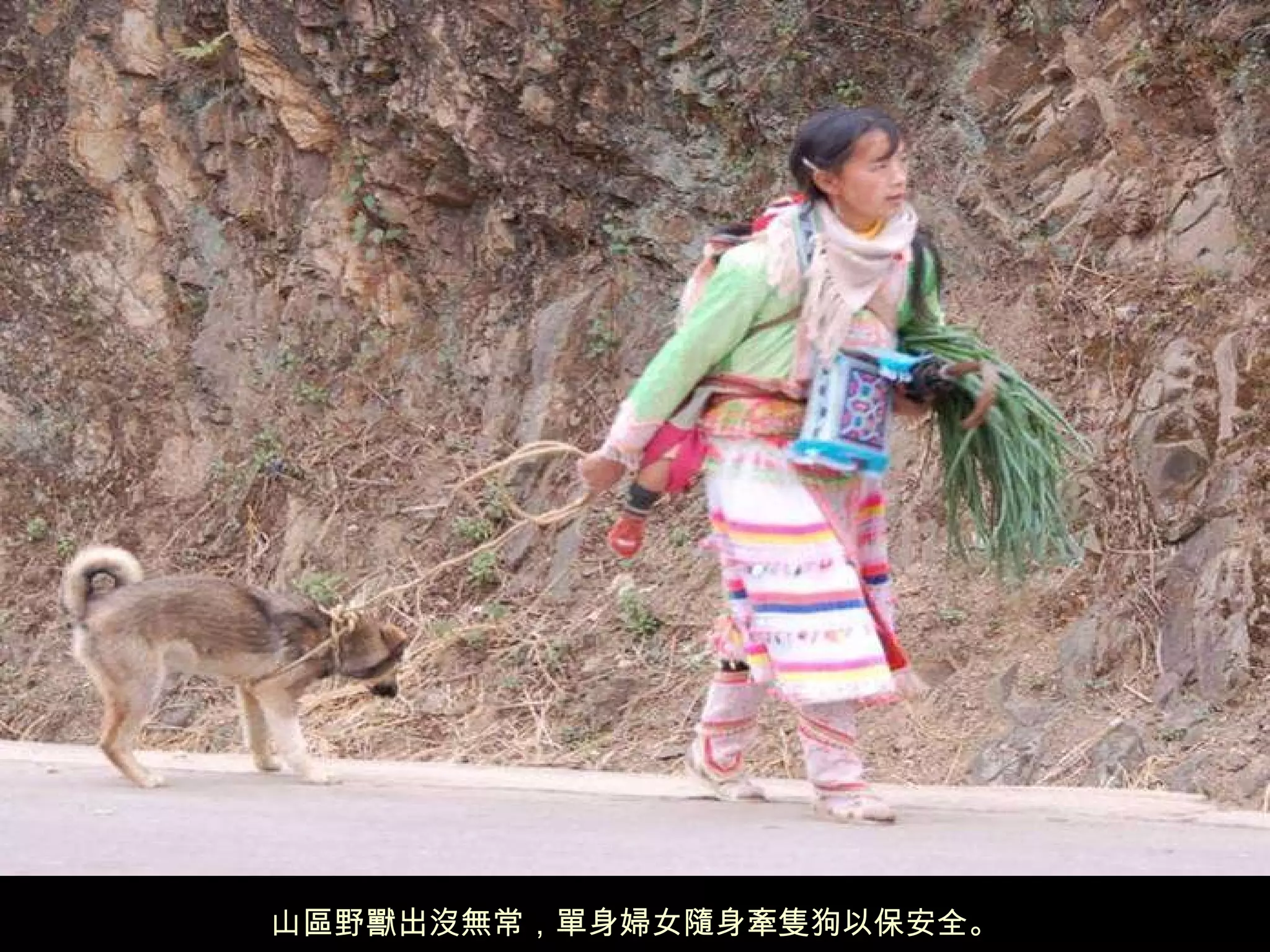 山區野獸出沒無常，單身婦女隨身牽隻狗以保安全。 