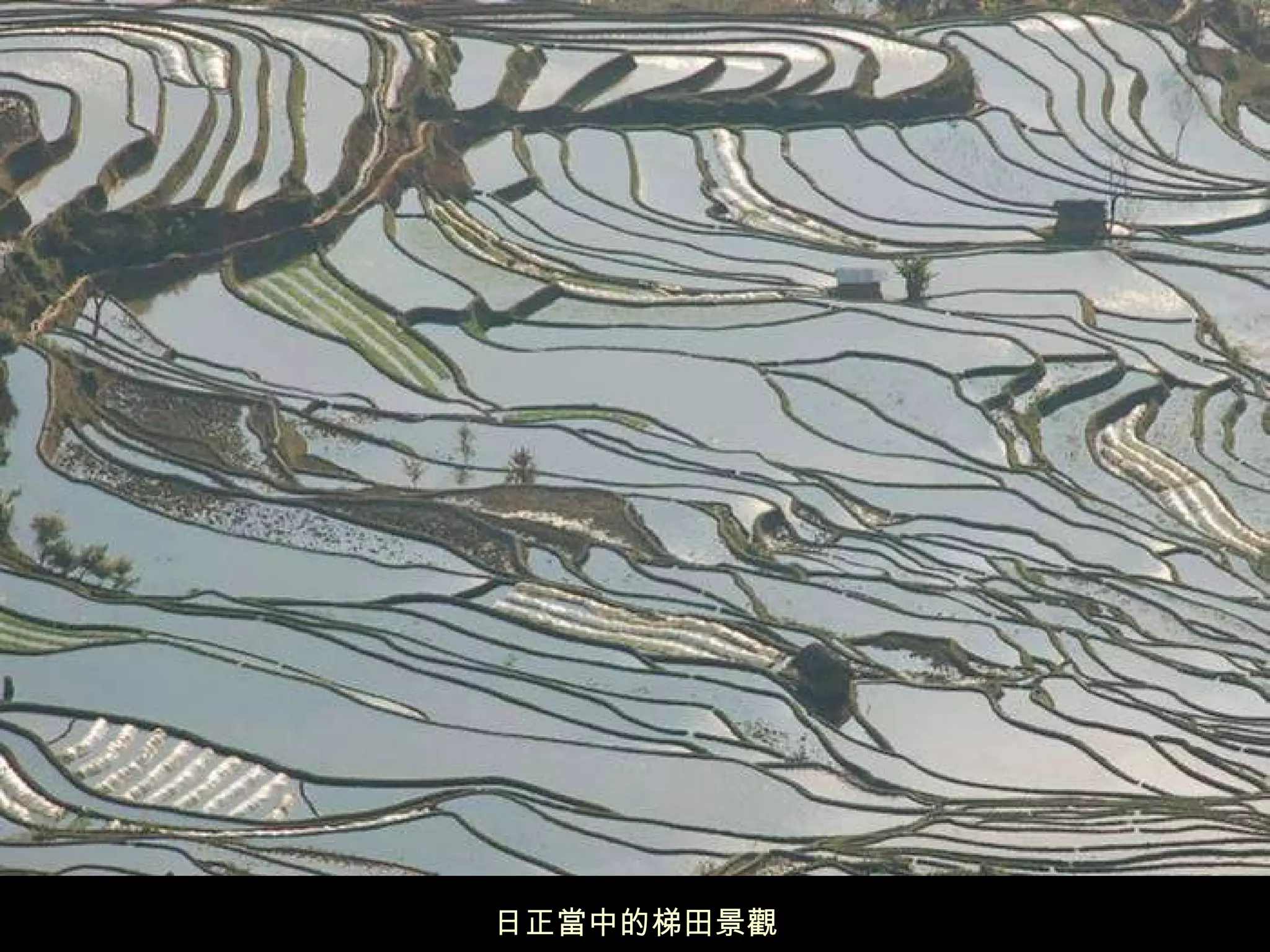 日正當中的梯田景觀 