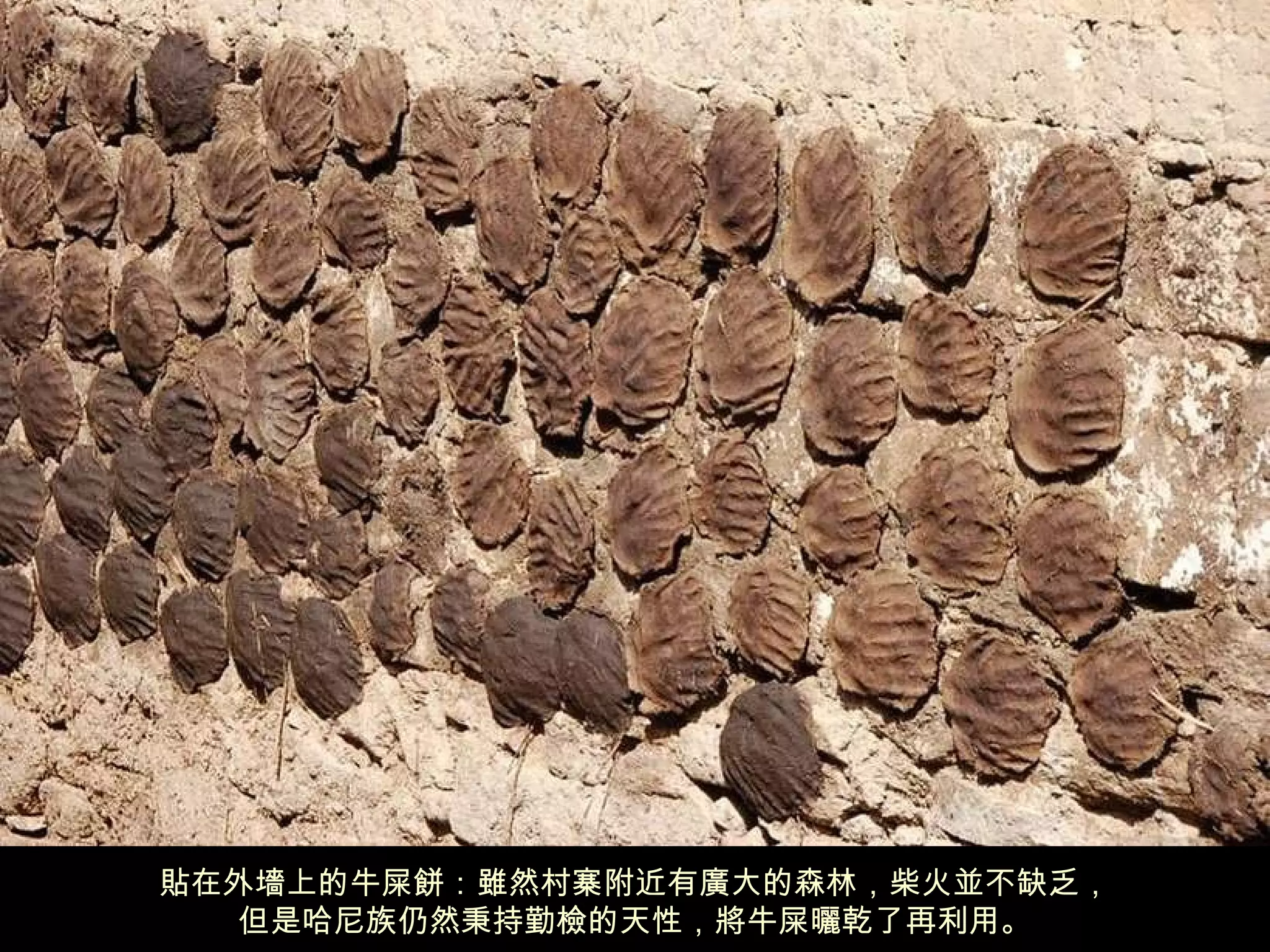 貼在外墻上的牛屎餅：雖然村寨附近有廣大的森林，柴火並不缺乏， 但是哈尼族仍然秉持勤檢的天性，將牛屎曬乾了再利用。 