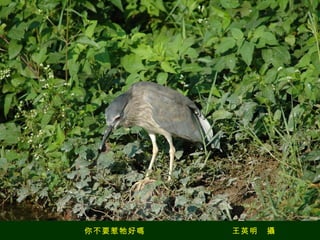 你不要惹牠好嗎　　　　　　　　　　王英明　攝 