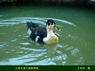 大家在湊什麼熱鬧啊　　　　　　　　　　　　　　　王英明　攝 