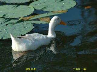 趕緊去看　　　　　　　　　　　　　　王英明　攝 