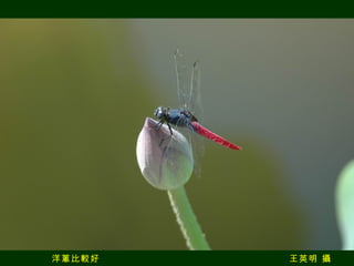 洋蔥比較好  王英明 攝 