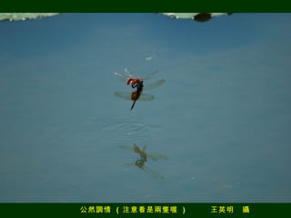 公然調情  (  注意看是兩隻喔  ) 　　　王英明　攝 