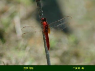 說悄悄話  王英明 攝 