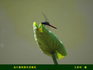 為什麼牠要吃荷葉呢　　　　　　　　　　　　　　　王英明　攝 