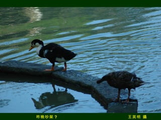 昨晚吵架 ?  王英明 攝 