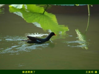 樂透開獎了  王英明 攝 