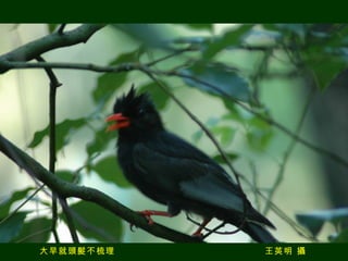 大早就頭髮不梳理  王英明 攝 