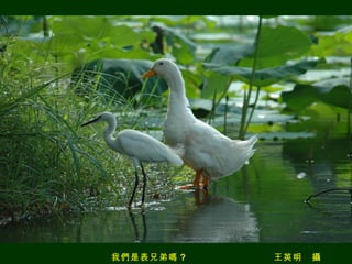 我們是表兄弟嗎 ? 　　　　　　　　　王英明　攝 