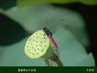 蓮蓬頭也不放過　　　　　　　　　　　　　　　　　　　王英明　攝 