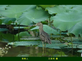 等無人  王英明 攝 