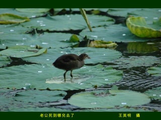 老公死到哪兒去了　　　　　　　　　　王英明　攝 