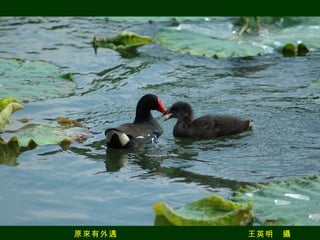 原來有外遇　　　　　　　　　　　　　　　王英明　攝 