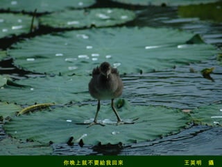 你晚上就不要給我回來　　　　　　　　　　王英明　攝 