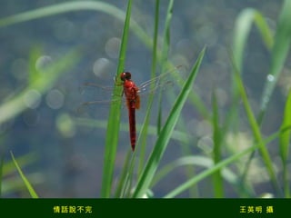 情話說不完  王英明 攝 