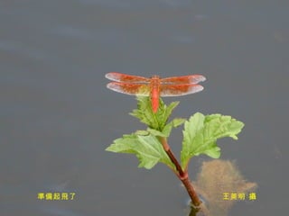 準備起飛了  王英明 攝 