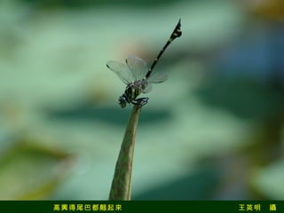 高興得尾巴都翹起來　　　　　　　　　　　　　　　王英明　攝 