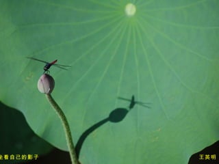 坐看自己的影子　　　　　　　　　　　　　　　　  王英明　攝 